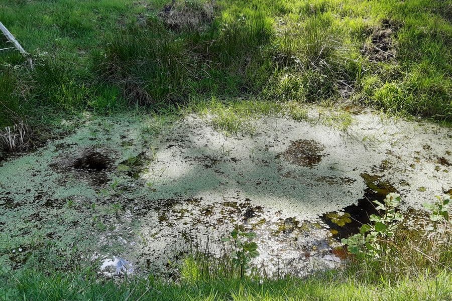Das Wasser blüht