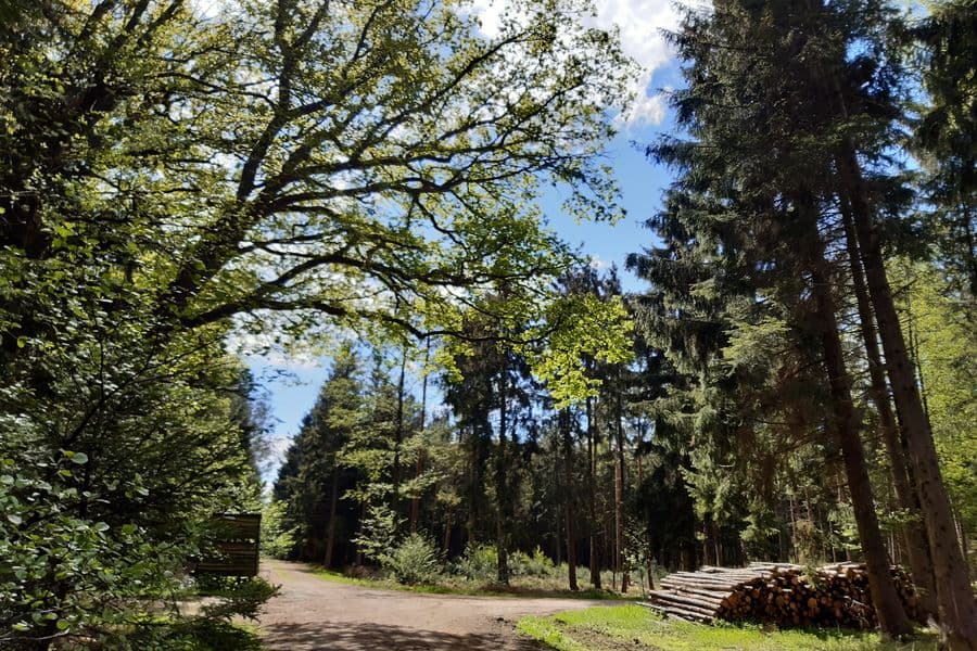 Der Wald wird regelmäßig gelichtet