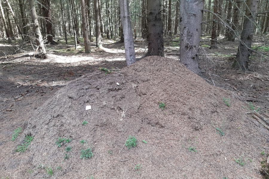 Waldameisen aktiv bei ihrer Arbeit