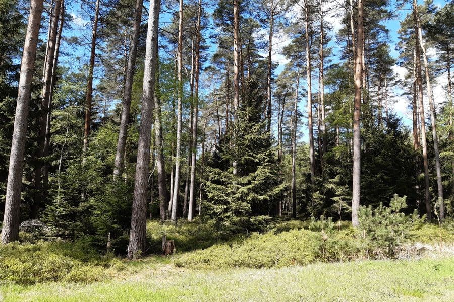Das Holz läßt sich später gut verkaufen
