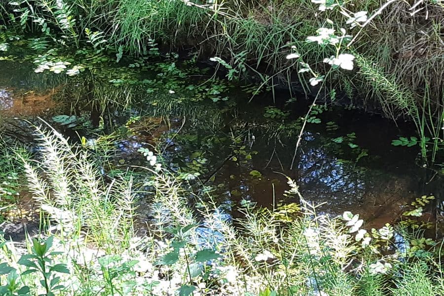 Schachtelhalm im Graben