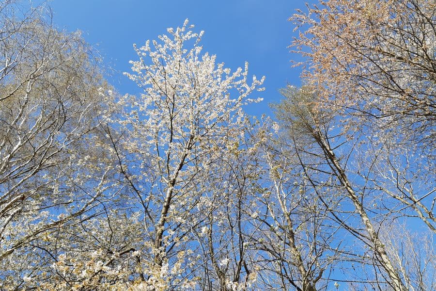 Im Frühling sind die Baumkronen besonders schön.