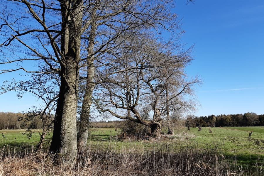 Wiese wird durch Bäume aufgelockert