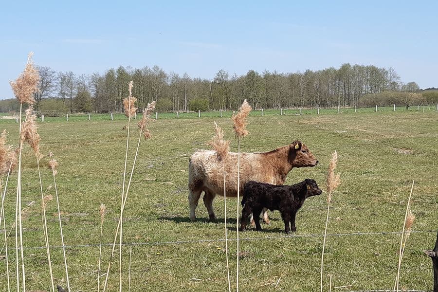 die Tiere geniessen die Freihaltung