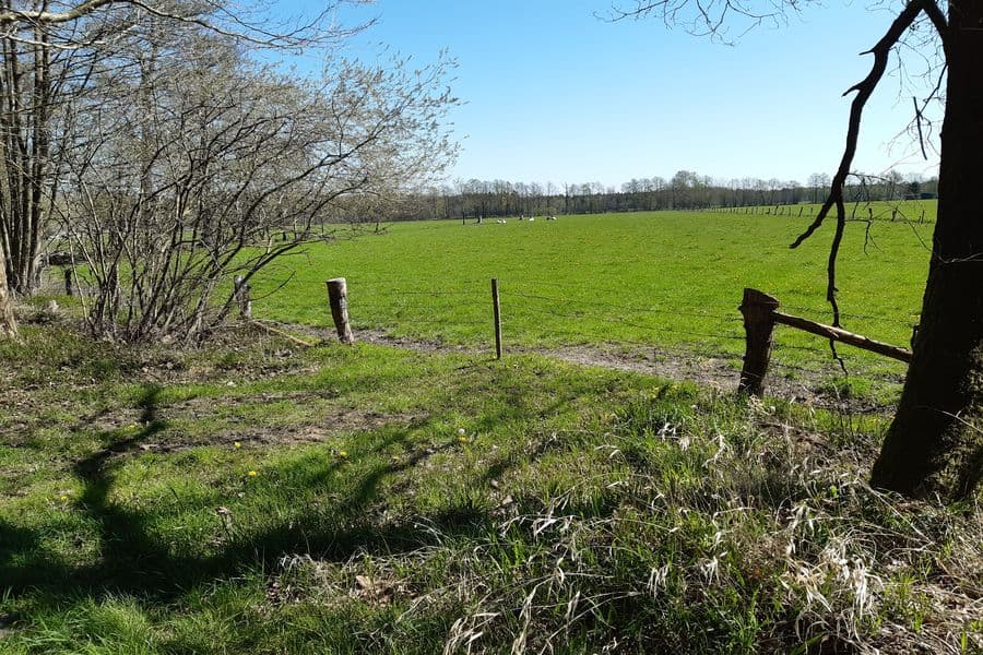 Wiese mit Viehhaltung am Ortsrand