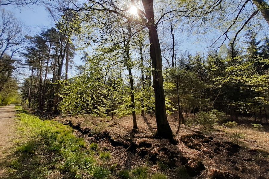 lichter Waldweg 