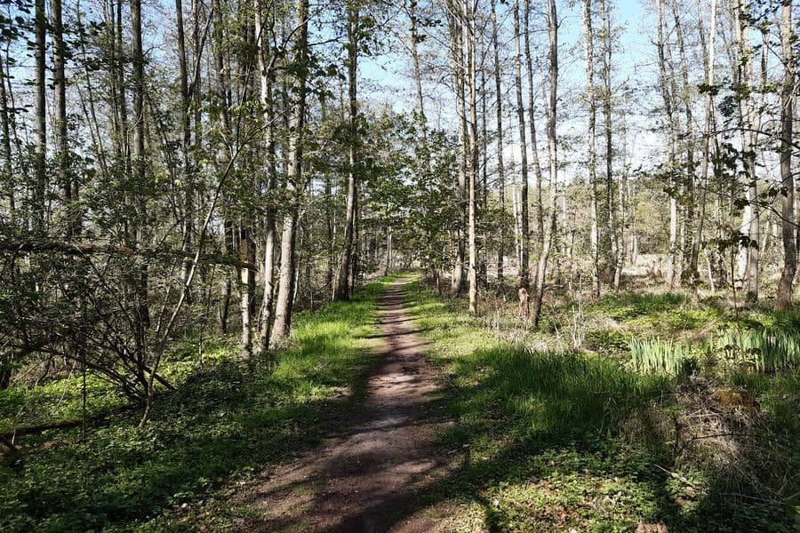 schmaler Weg zwischen Feuchtgebiet