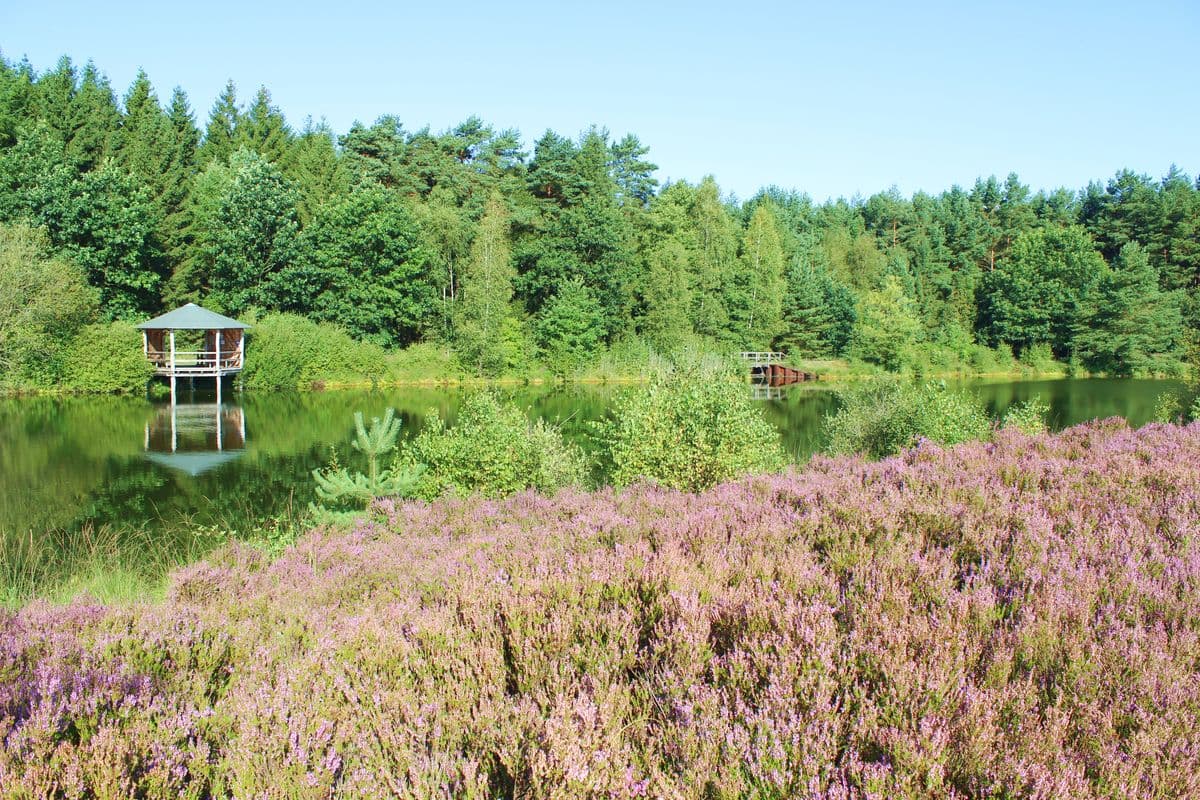 Heidefläche am Angelbecksteich