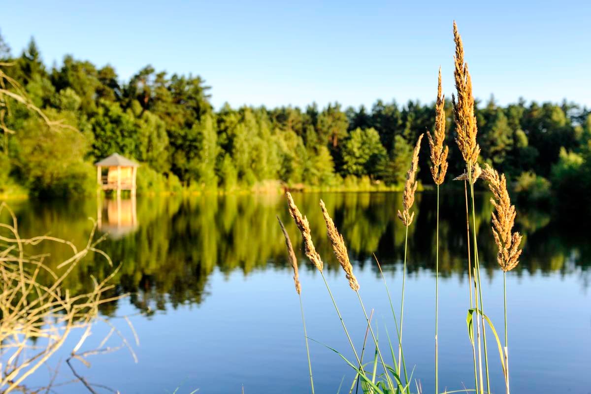 Angelbecksteich bei Hermannsburg