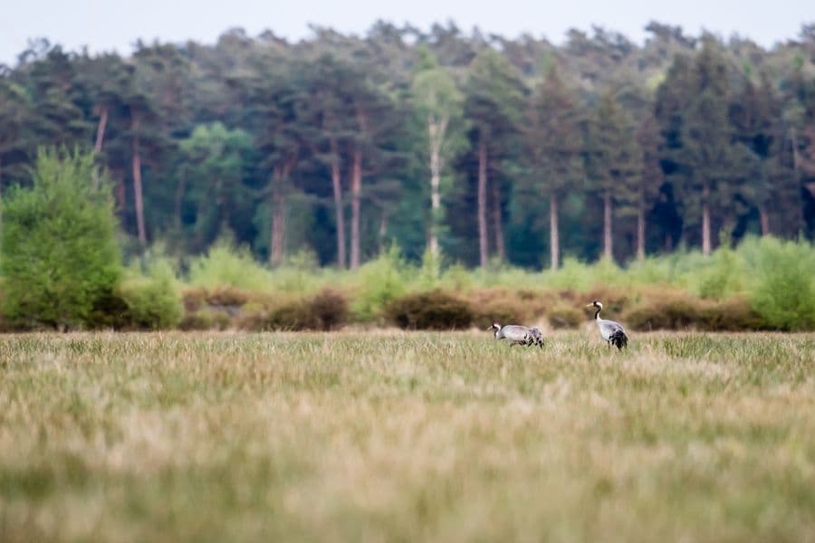 Kraniche im Becklinger Moor