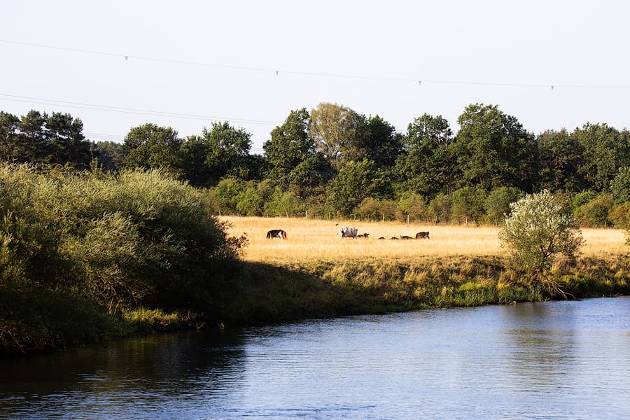 Die Aller an der Hornbosteler Hutweide