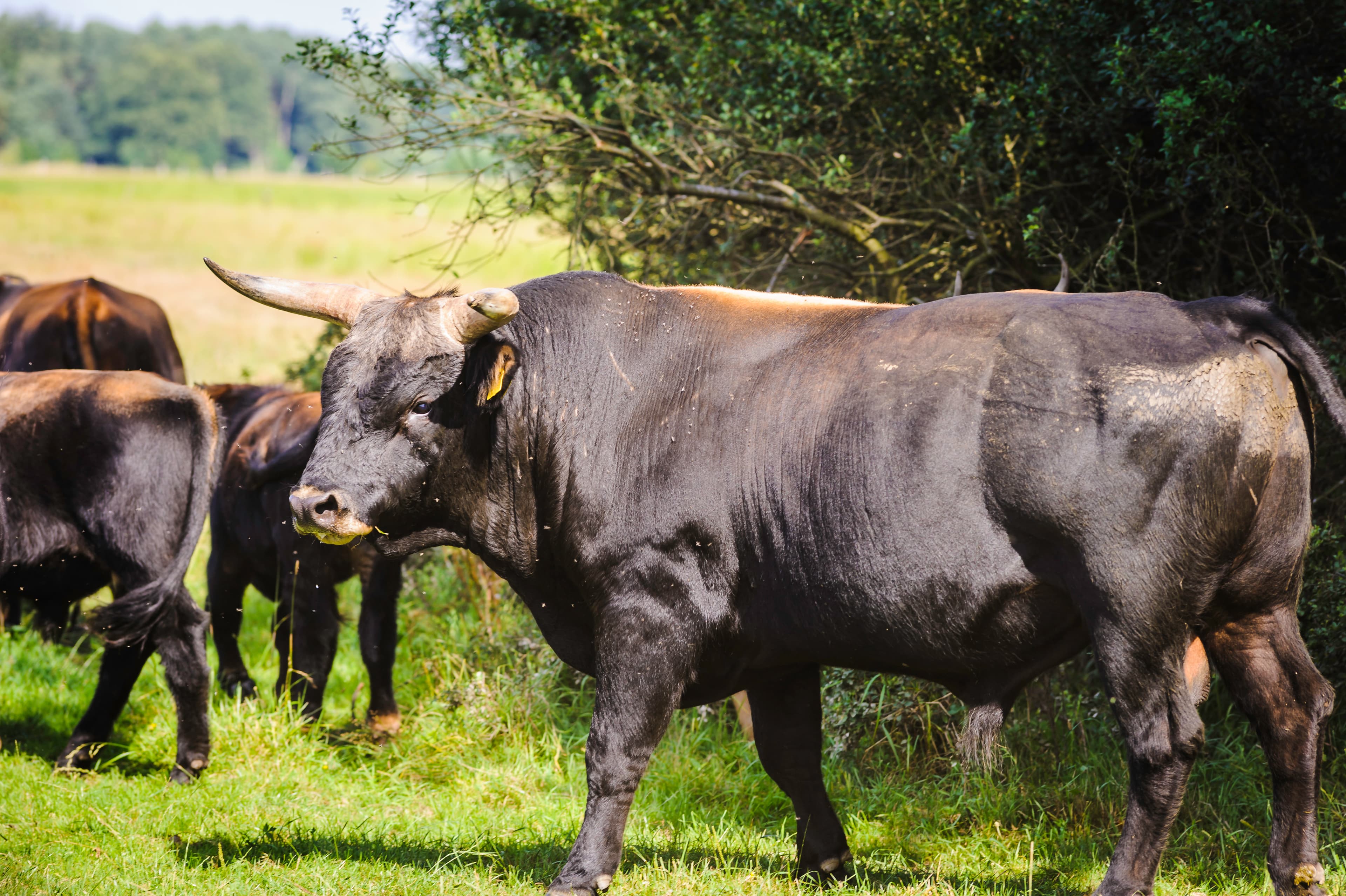 Heckrinder  auf der Hornbosteler Hutweide