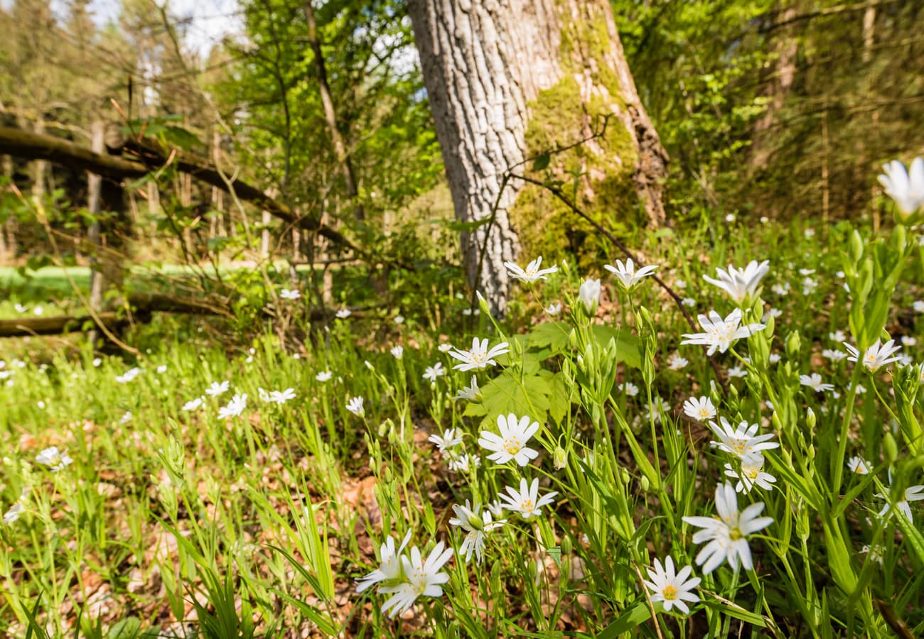 Frühjahrsblüher in der Seeveniederung