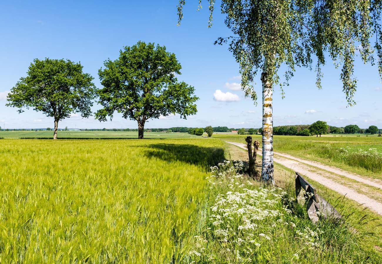 Jacobusweg Lüneburer Heide 