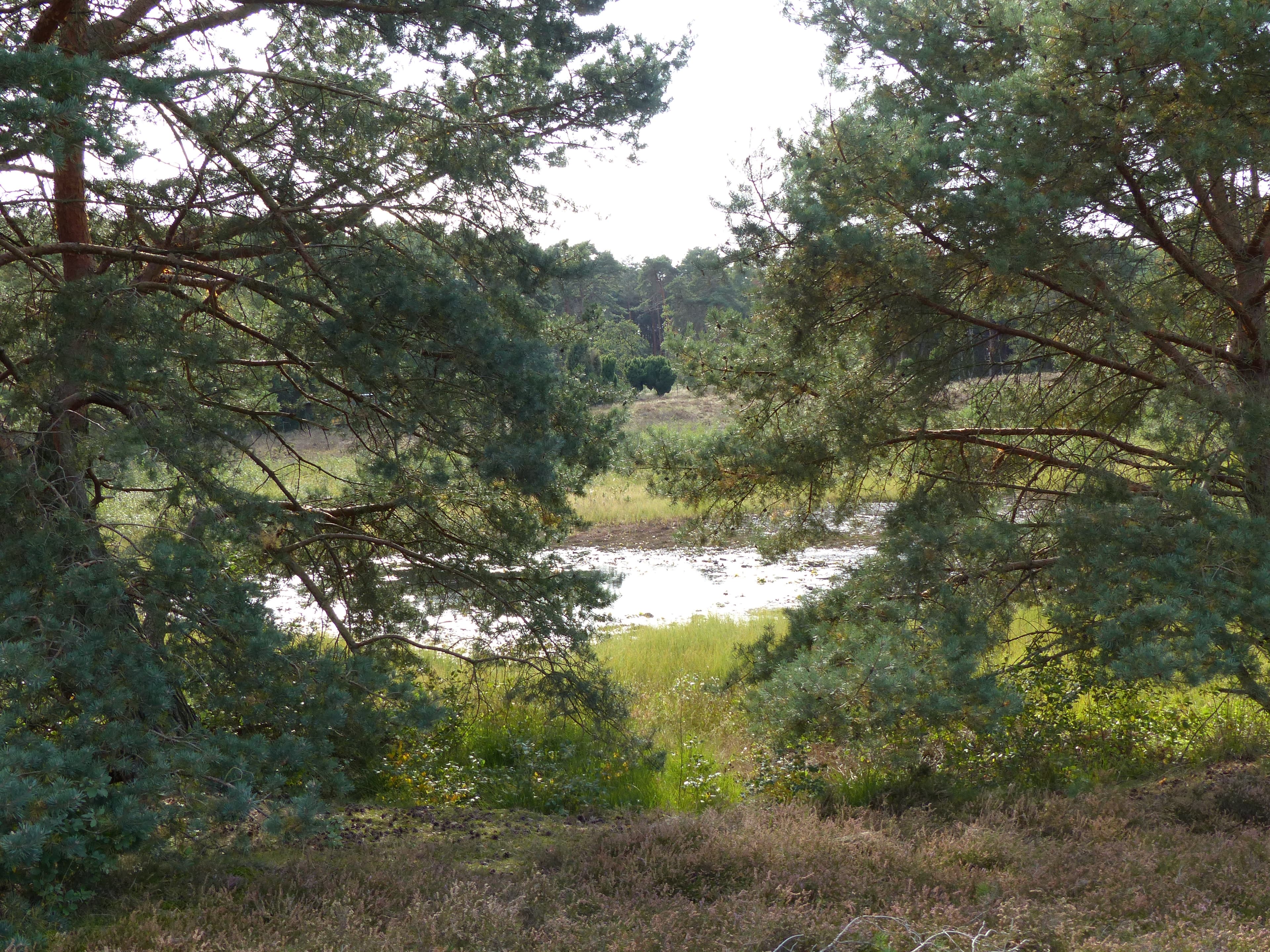 Naturschutzgebiet Blankes Flat