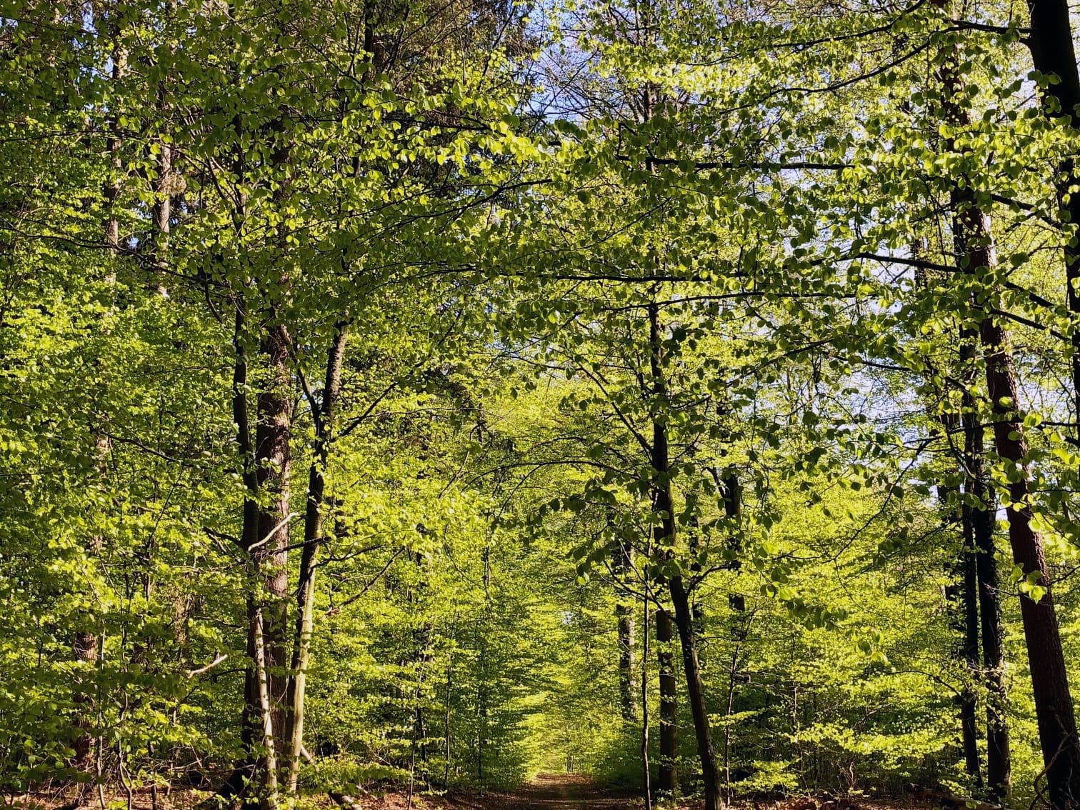 Waldgebiet Rießel Bad Bevensen