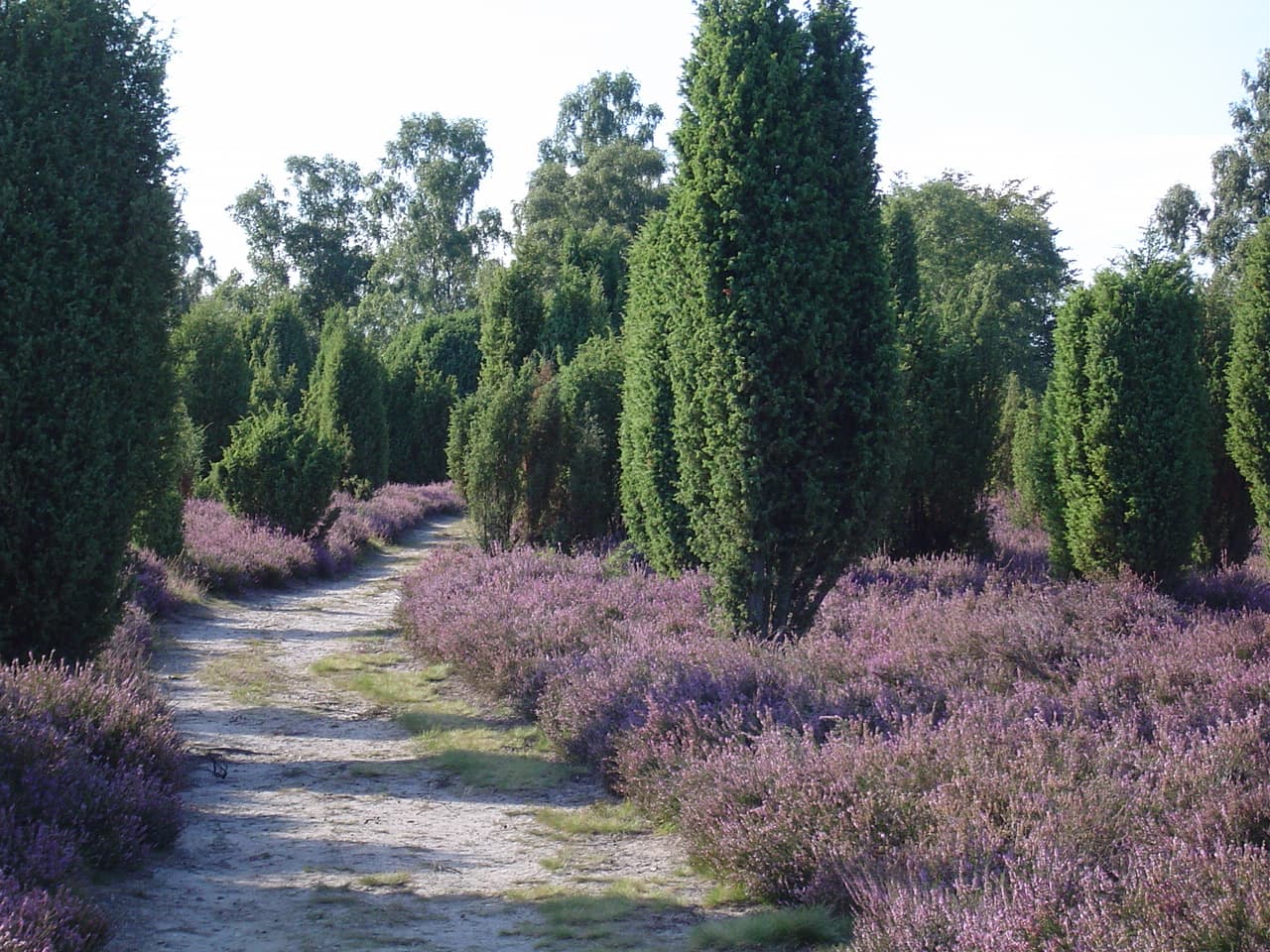 Wacholderheide