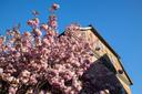 Frühlingsblüher im Heideort Ebstorf im Landkreis Uelzen