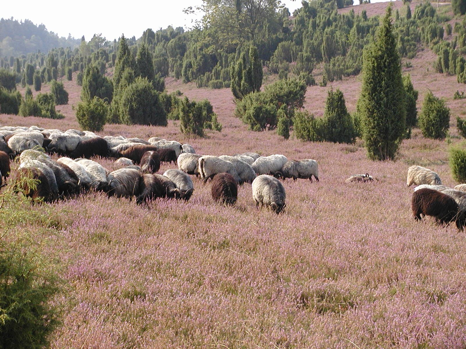 Ellerndorfer Wacholderheide