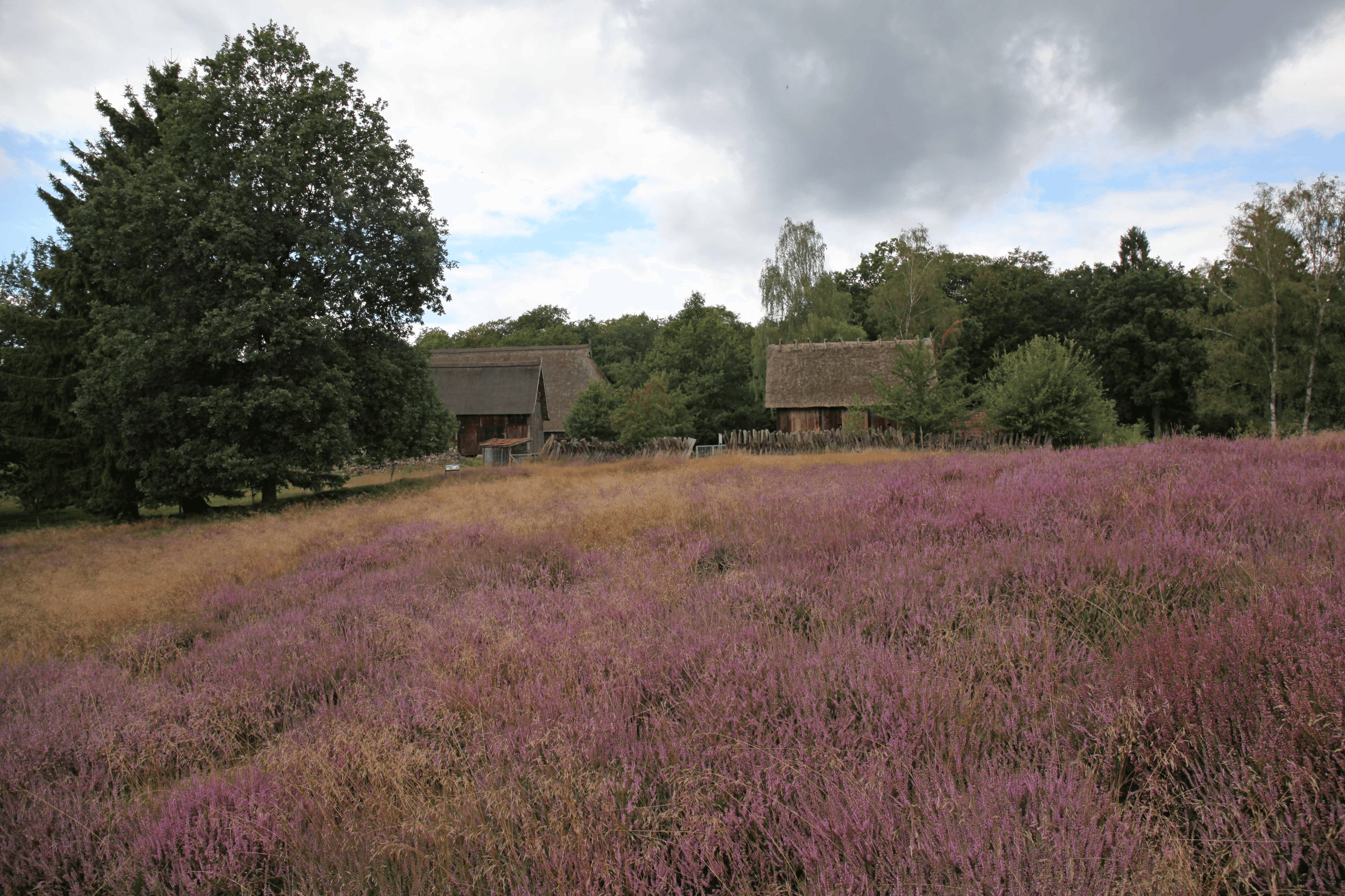 Heidefläche im Museumsdorf