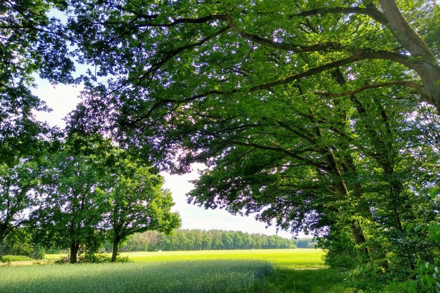 Eichen in dem Ortsteil Benzen von Walsrode