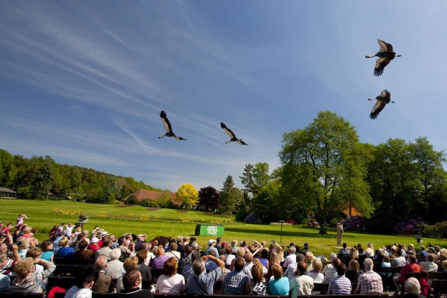 Flughshow im Weltvogelpark in Walsrode