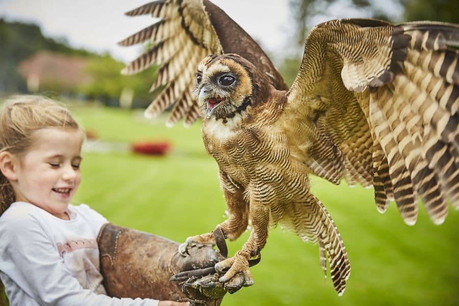 kind mit eule im vogelpark walsrode