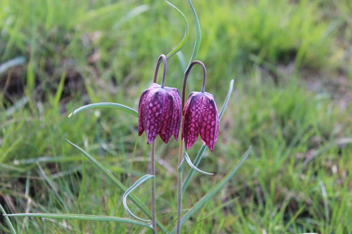 Bei Seevetal blüht die Schachbrettblume