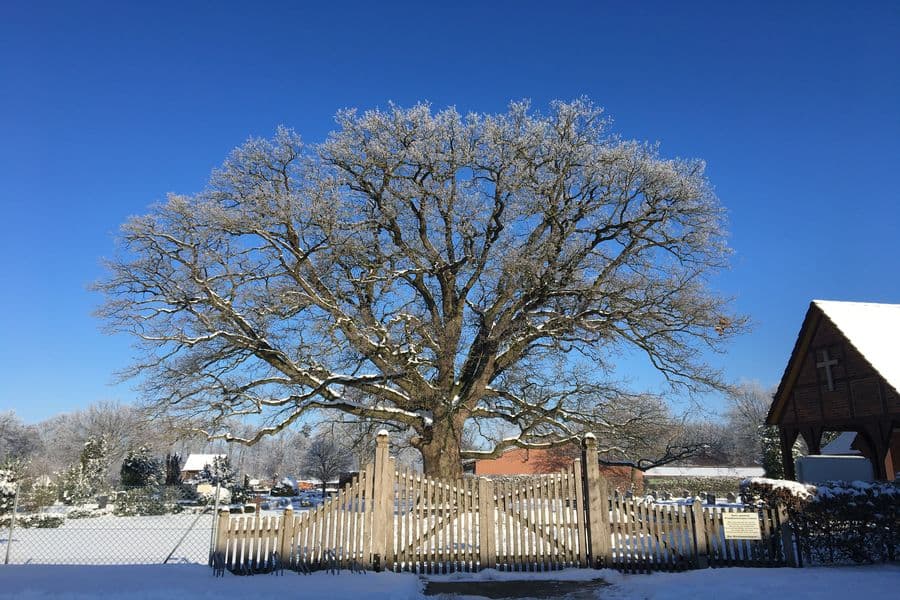 Imposante Eiche inmitten des schneebedeckten Friedhofs in Langlingen