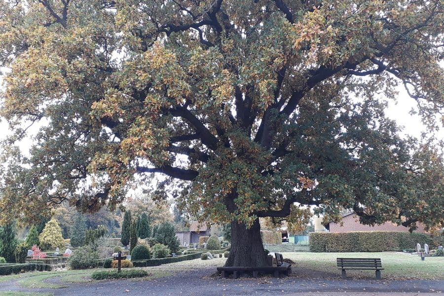 Friedhofseiche in Langlingen im Kleid des Herbstes