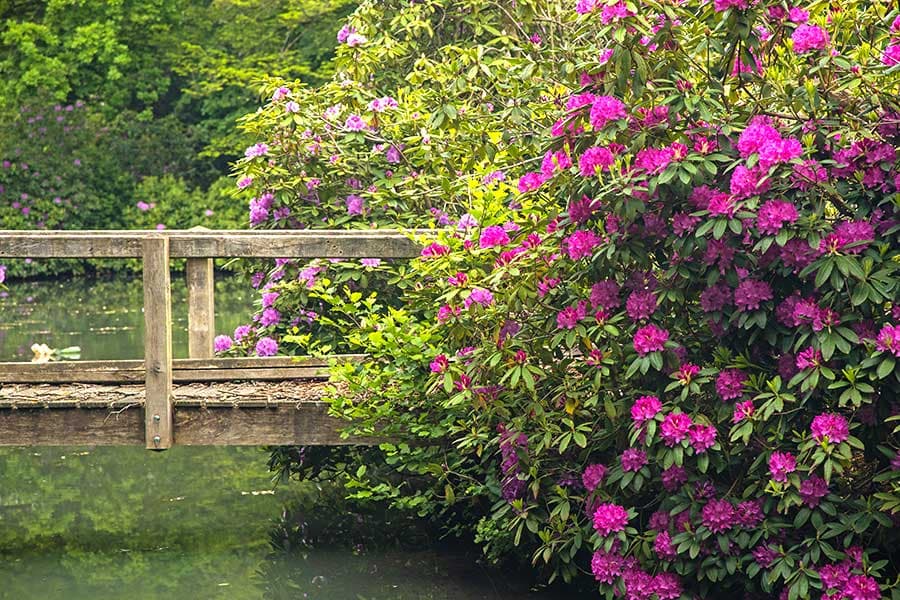 Breidings Garten Rhododendron Blüte