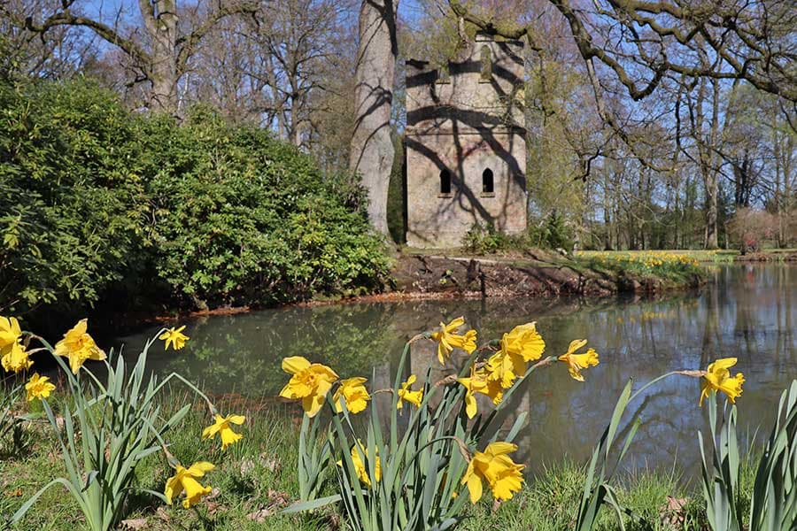 Osterglocken vor der Burgruine in Breidings Garten