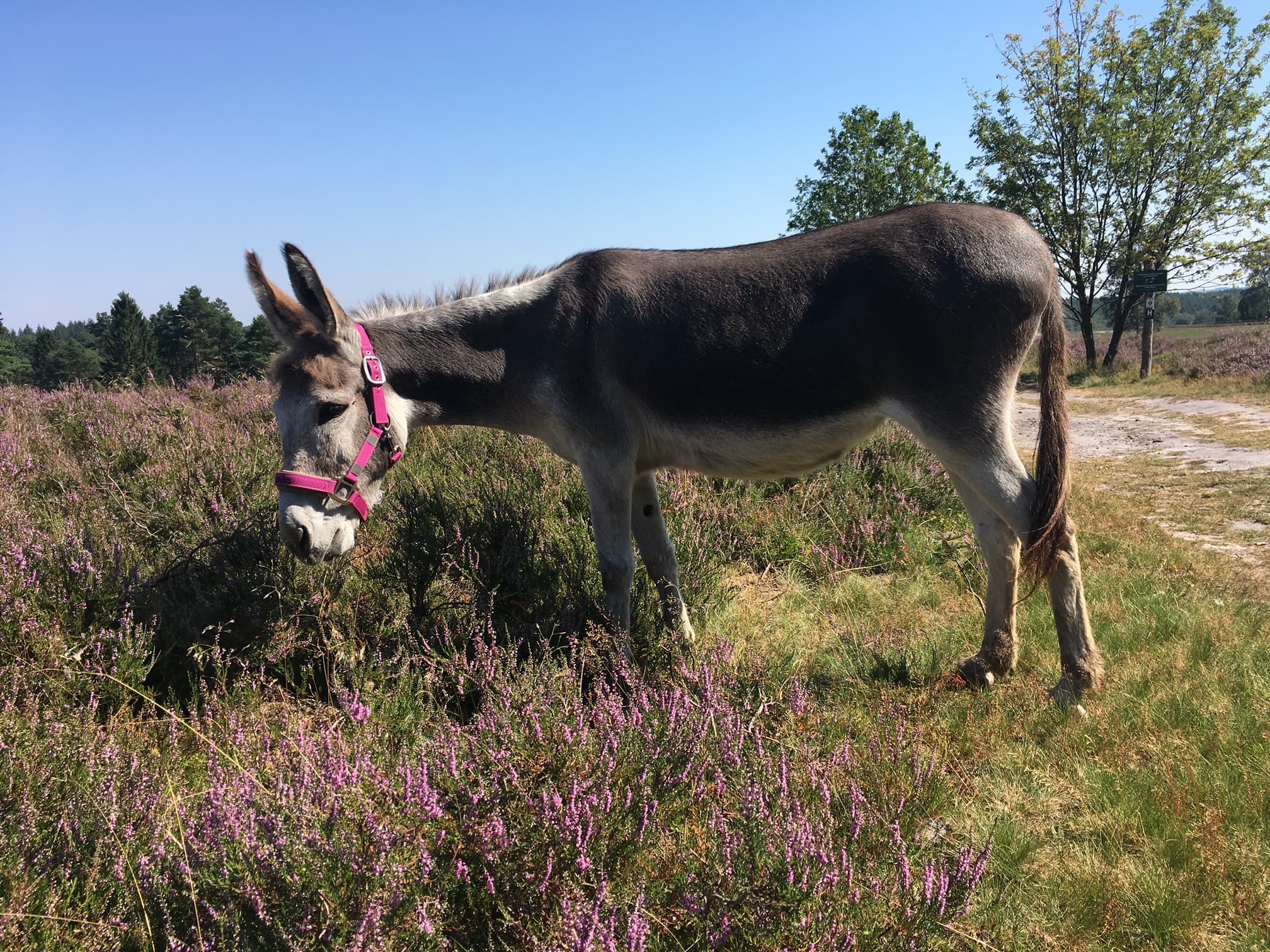 Heideblüte mit den Eseln genießen