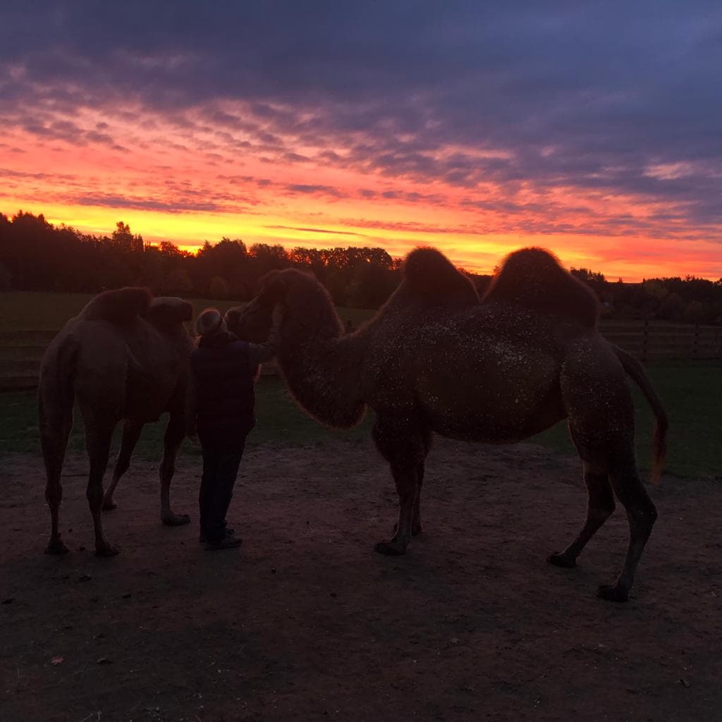 mystische Abendstimmung bei den Kamelen