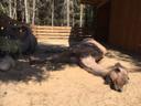 Kamelomis beim Sonnenbad