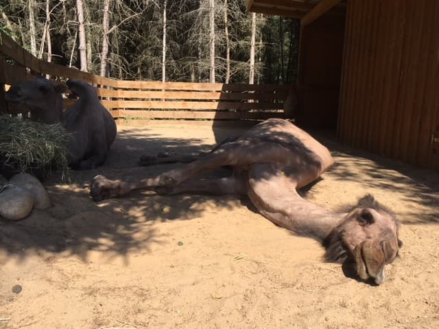 Kamelomis beim Sonnenbad