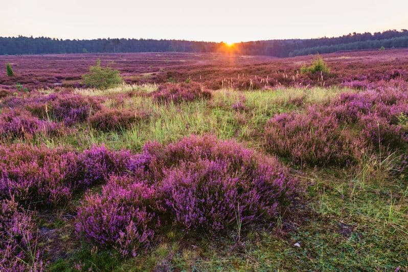 Eicksberg Misselhorner Heide Hermannsburg