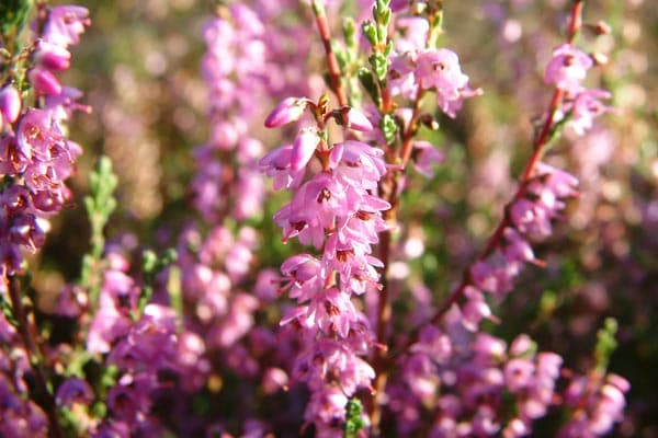 Heideblüte in der Lüneburger Heide
