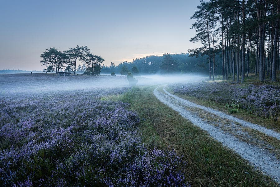 Kronsbergheide in Amelinghausen im Nebel