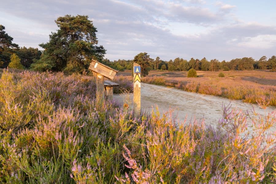 Schwindebecker Heide