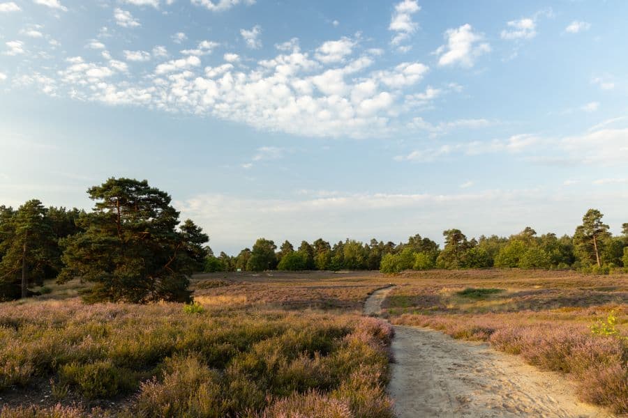 Schwindebecker Heide