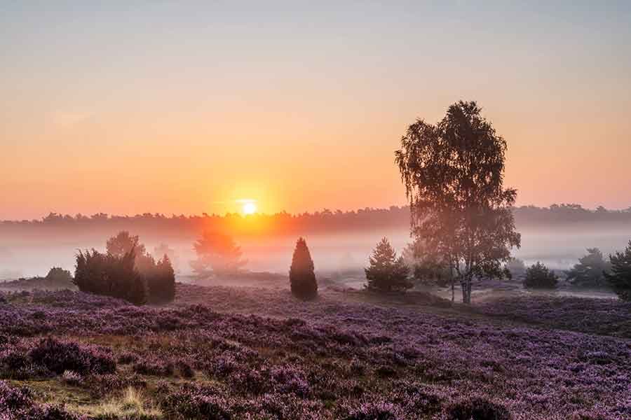 Sonnenuntergang während der Heideblüte