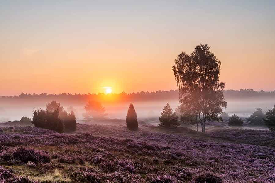 Heideblüte im Sonnenuntergang