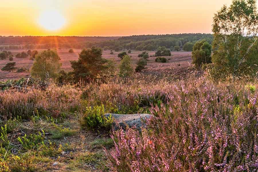 Die Heideblüte im Sonnenaufgang