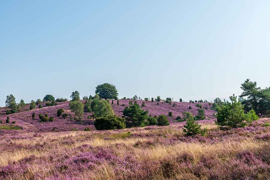 Heideblüte am Wilseder Berg