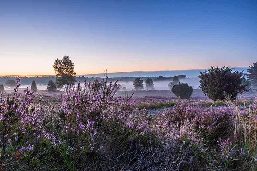 CHECK The magic of the heather bloom