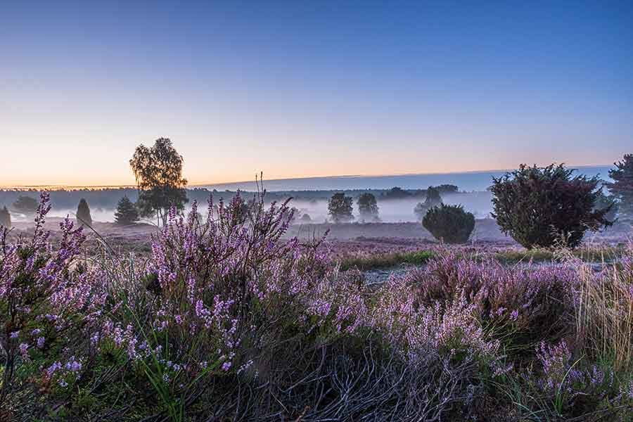 Heideblüte in der Lüneburger Heide