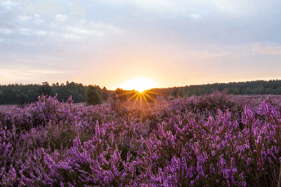 Sonnenaufgang während der Blütezeit