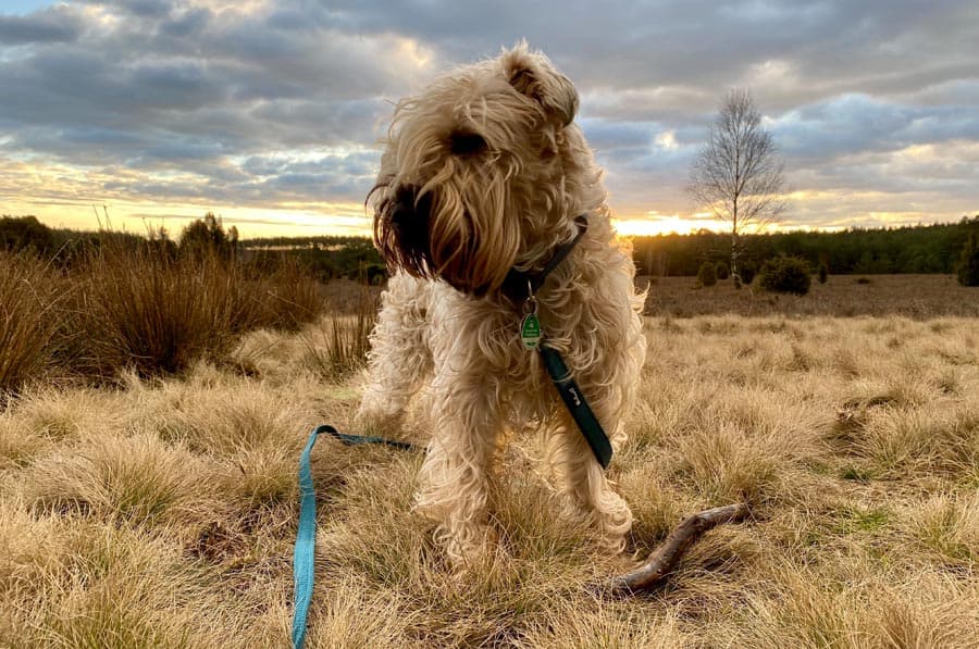 Mit Hund in den Urlaub - Kein Problem in der Heide