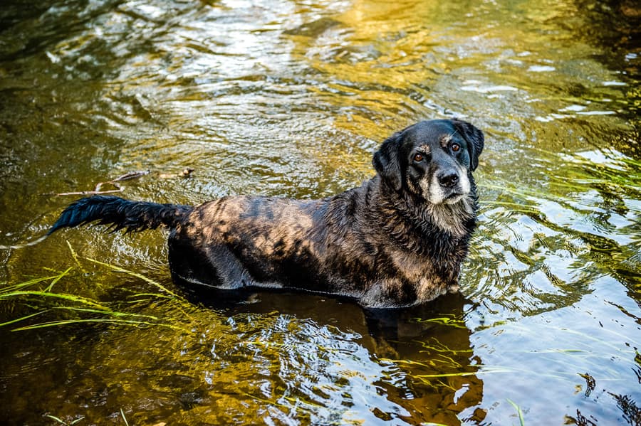 Badestellen für Hunde